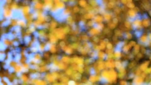 blurred of yellow maple leave over blue sky in autumn season background.