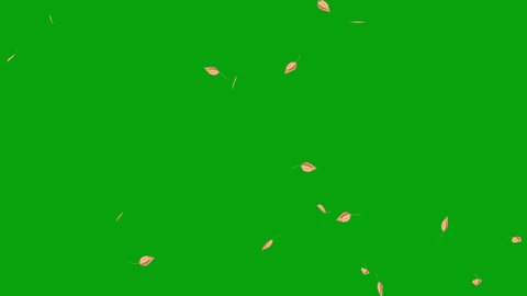 Falling leaves with green screen background