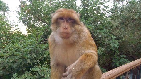 Funny Monkey Taking Selfies On Camera Mobile Phone, POV.