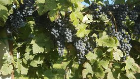 green grapes on the vine, video clip, raw footage