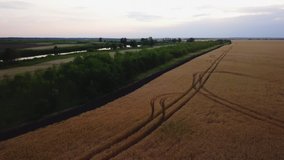 Aerial view of golden wheat field. Aerial video.