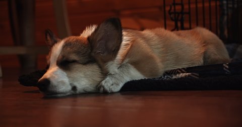 Corgi Puppy Adorable Takes Nap Sleep Inside Log Cabin On Vacation Closeup Portrait