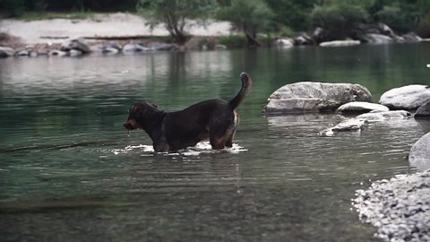 Dog is playing at the shores of a very clean brook in slow motion