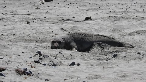 Elephant seal, tossing the wet sand onto its body, to keep cool from the heat of the sun, San Simeon, California.