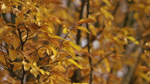 Close-up of golden autumn leaves on a tree blowing from a light breeze