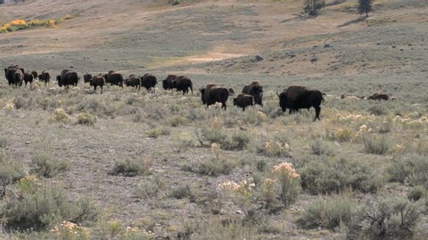 medium view of a bison herd walking in the lamar valley at yellowstone national park in wyoming, usa