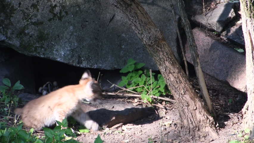 Eurasian lynx cub in the forest