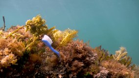 Toothbrush underwater as marine debris footage