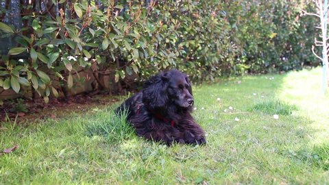 Black dog lying down on the grass and looking around. Winding grass and black long hair
