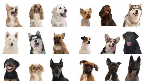 portraits of dogs on a white background. collage