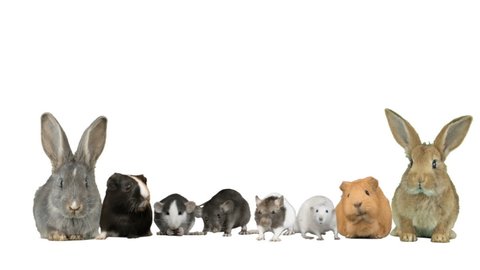 group of rats and guinea pigs and rabbits on a white background