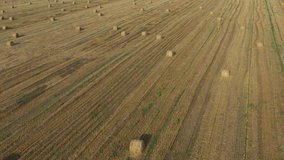 Flight above the harvested field of wheat 4K aerial video