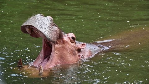 Hippopotamus open big mouth for waiting some food - Slow motion