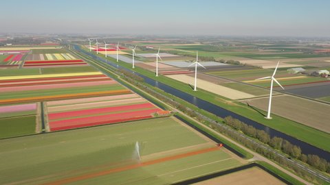 Drone flight over beautiful Dutch landscape with colorful blooming tulip flower fields, dykes, modern wind turbines, canals, and a highway, rural countryside scene in the Netherlands
