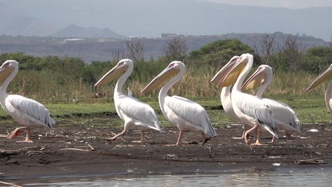 Slow motion of group of pelicans walking on shore of Lake Chamo in South Ethiopia
