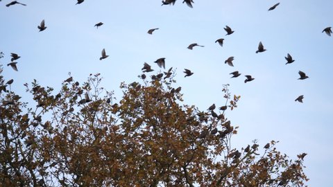 autumn scenic flock of birds starlings fly from tree
