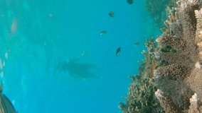 Vertical video. young men snorkeling exploring underwater coral reef landscape in the deep blue ocean with colorful fish and marine life. Slowmotion shot