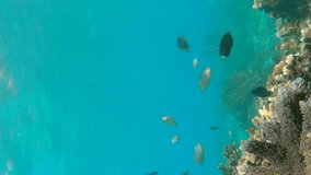 Vertical video. young men snorkeling exploring underwater coral reef landscape in the deep blue ocean with colorful fish and marine life. Slowmotion shot