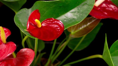 Beautiful Time Lapse of Opening Red Anthurium Flower on Black Background. 4K.

