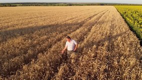 Farmer standing in a wheat field, looking at crop
