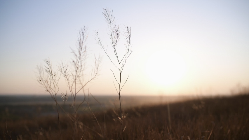 Meadow grass ripples slowly in the setting sun