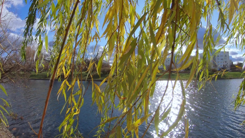 Back sun in willow branches on the shore of a pond in a city park