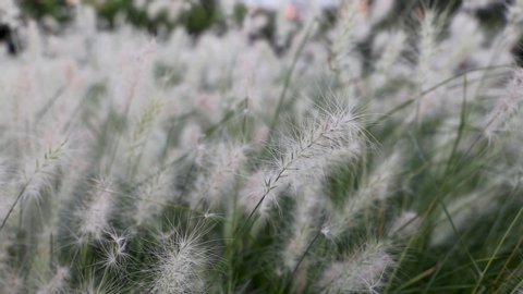White flower fluffs of a decorative plant sway in the wind