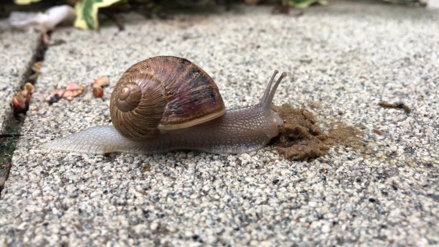 Snail is Eating Something On 스톡 동영상 비디오(100% 로열티 프리) 1041430822 | Shutterstock