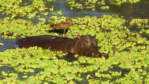 A hammerkop hitches a ride on top of a hippopotamus in a lagoon filled with Nile cabbage.