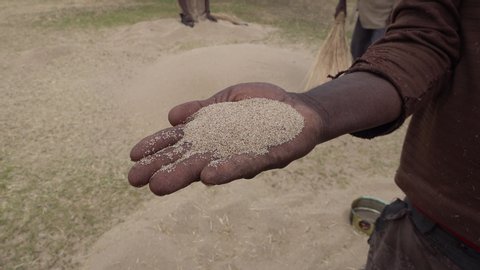 Local farmer holds freshly harvested teff, the main ingredient for injera (staple food of Ethiopia), agriculture in countryside North Ethiopia Africa