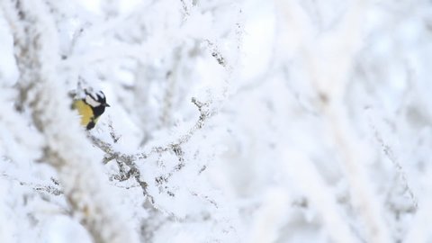 bird sits on snow-white branches