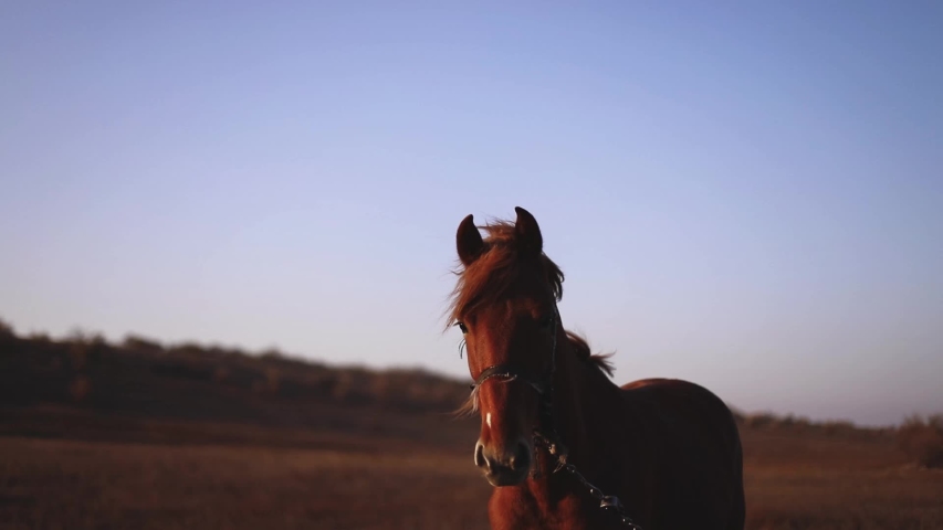 2 Horses Got Scared Stock Video Footage - 4k And Hd Video Clips 