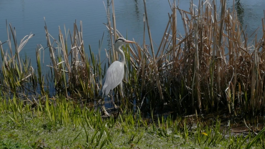 gray heron walks on the bank of the pond, slow motion