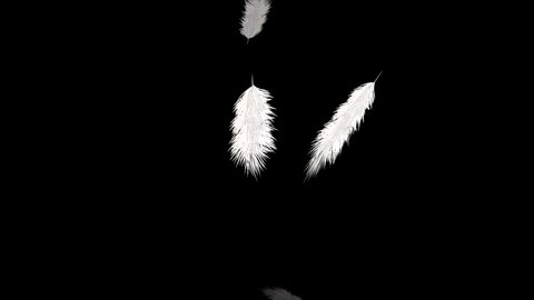 Flying Feathers On Black Background