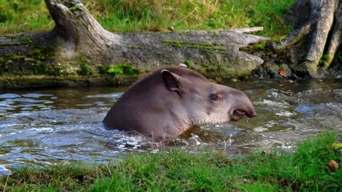 Lowland Tapir Splashing In Water, Critically Endangered Mammal 4K.