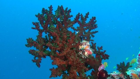 Red corals underwater in sea of Maldives. Swimming in world of colorful beautiful seascape. Aquarium of wild nature. Abyssal relax diving.