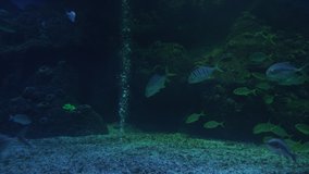 Underwater world and large groups of fish