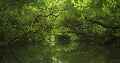 Mangrove jungle river with reflections. Sicao Green Tunnel in Taijiang National Nature Park, Tainan, Taiwan. Beautiful, calm, relaxing and scenic environment. Taiwanese tourist destination.	