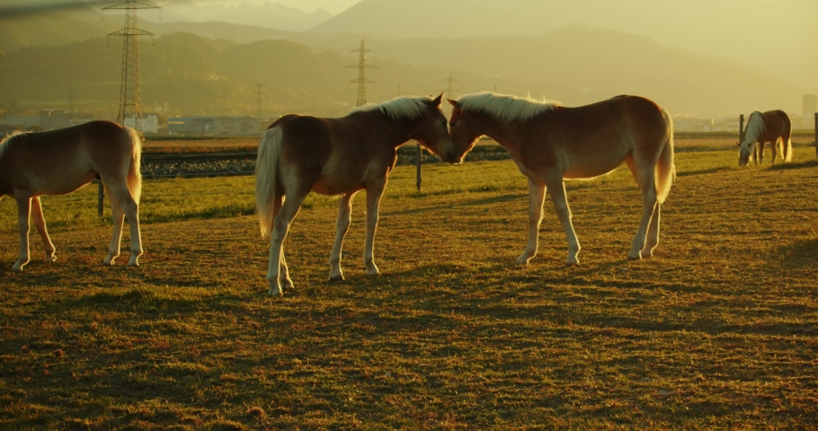 Two horses cuddle in the pasture at sunset on an autumn day