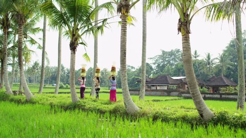 Palm trees in rice fields Balinese females with fruit baskets held high on their heads a Hindu temple spiritual offering Indonesia travel and tourism RED MONSTRO