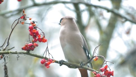 waxwing eating Rowan berries. Flies away with a berry in his beak. The fall time of the year. 4K. Branch swinging.