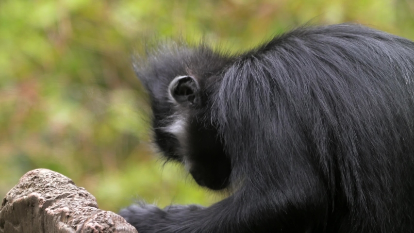 This close up video shows a small wild Francois