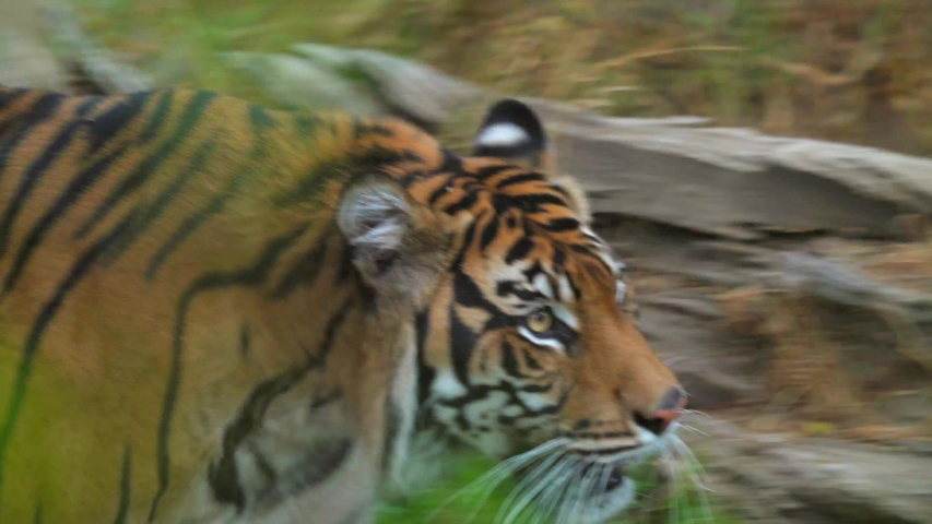 Tiger Back Stock Video Footage - 4K and HD Video Clips | Shutterstock