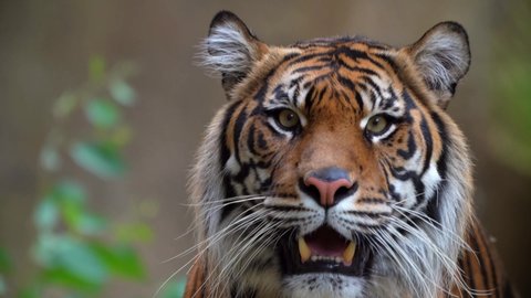 This ultra closeup video shows a majestic wild tiger looking directly at the viewer then walking away.