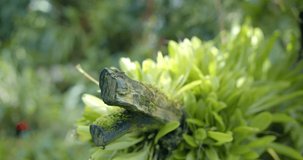 Closeup Detail, Mossy Log in Botanical Garden, Slow Motion 4K