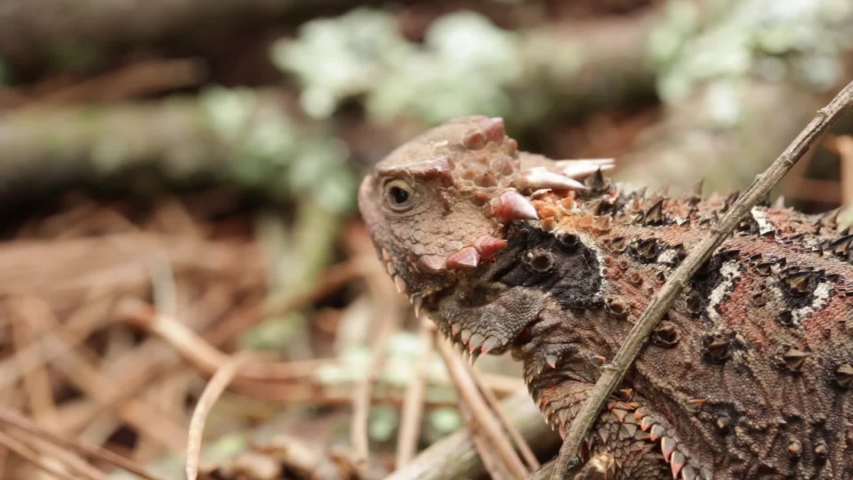 Mexican plateau horned lizard (Phrynosoma orbiculare) standing still