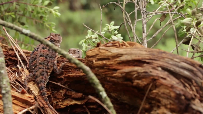 Two Mexican plateau horned lizards standing on a wood log