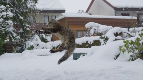 SLOW MOTION: Cute brown cat leaps into the air and tries to catch a snowball flying towards it as it plays in the snow lawn of a terraced house in the suburbs. Adorable frisky kitten playing in snow.