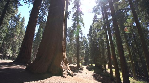 Tall Sequoia in California national park with green leaves, brown trunks, and blue sky