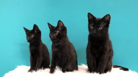 4K HD video of three black kittens sitting on a fluffy blanket looking back and forth. Adorable animal antics. Teal blue wall in black ground.